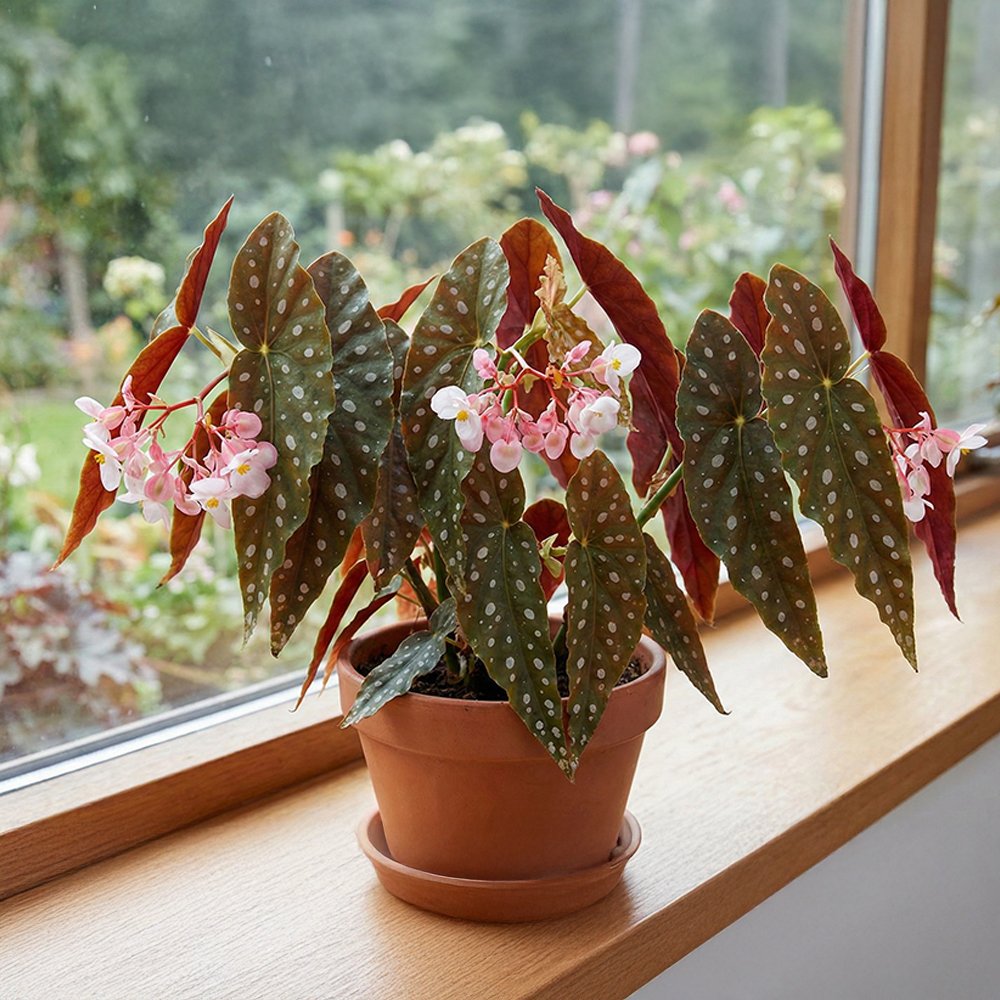 Begonia Plant